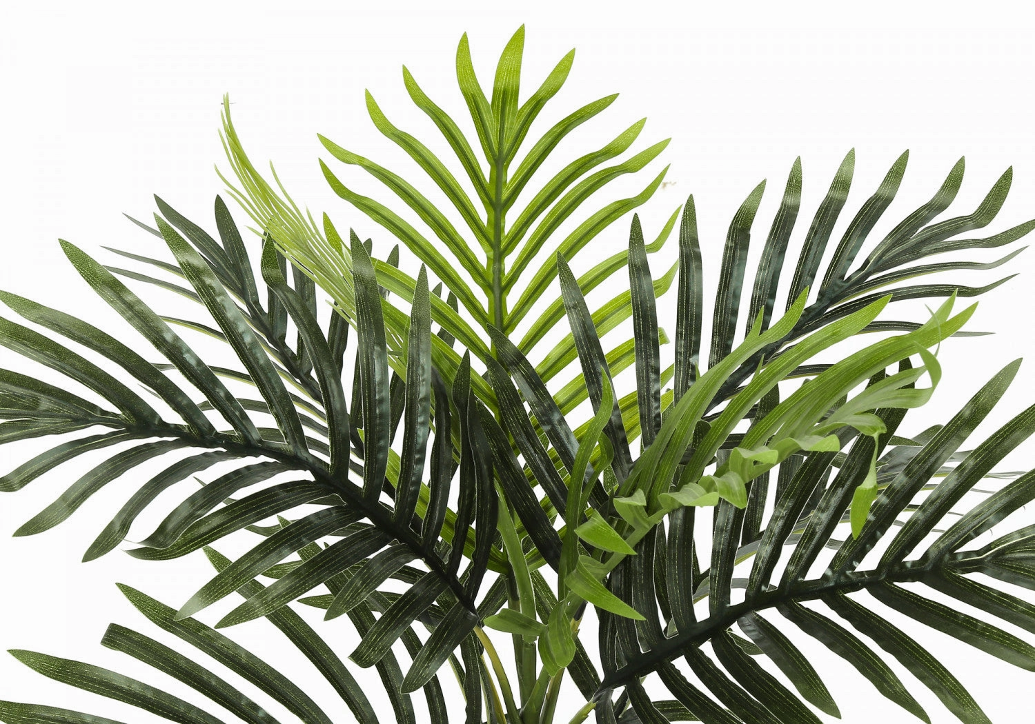 20" Palm Plant With 5" Black Pot - Green