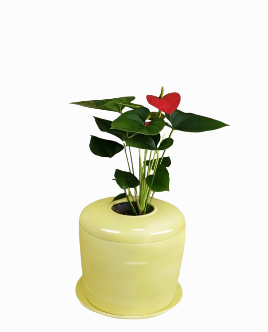 The Living Urn Indoors / Patio for Pets