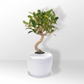 The Living Urn Indoors / Patio for Pets