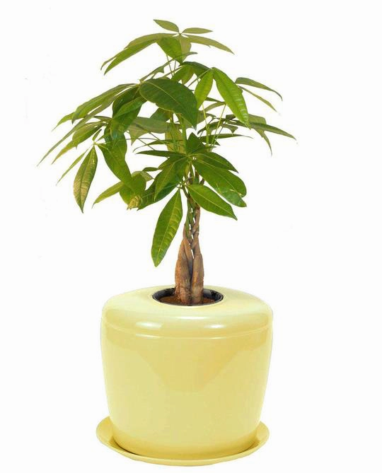 The Living Urn Indoors / Patio for Pets
