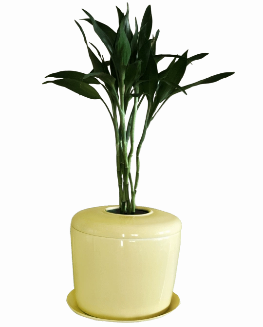 The Living Urn Indoors / Patio for Pets