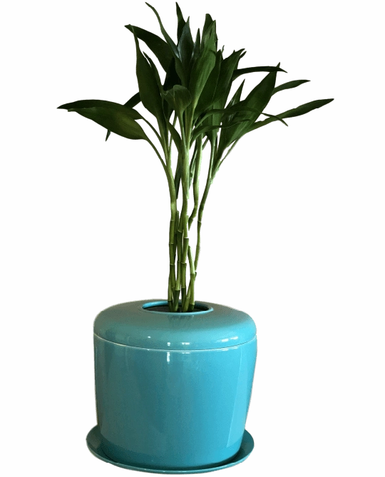 The Living Urn Indoors / Patio for Pets