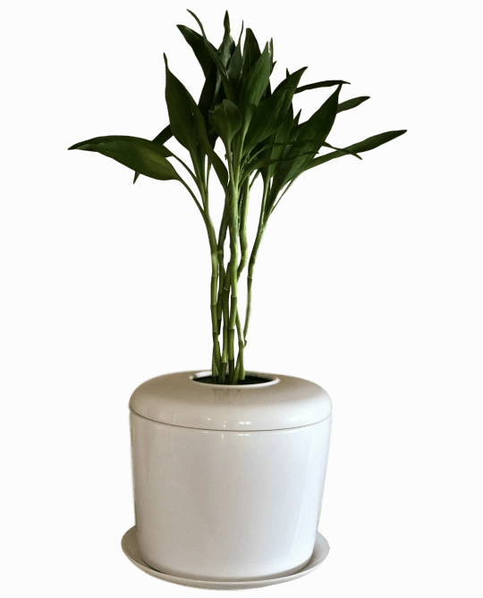The Living Urn Indoors / Patio for Pets