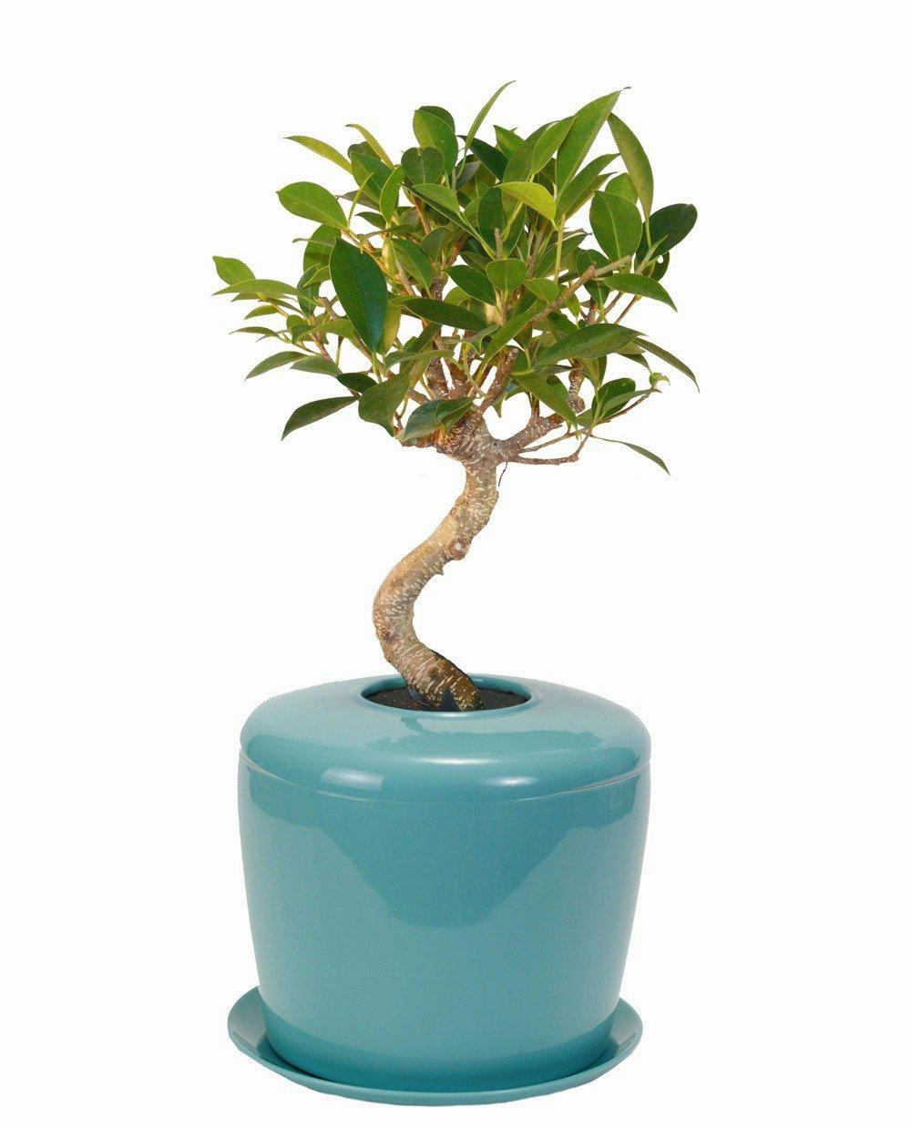 The Living Urn Indoors / Patio for Pets