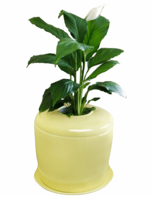 The Living Urn Indoors / Patio for Pets