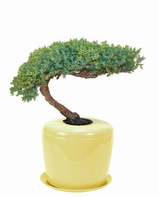The Living Urn Indoors / Patio for Pets