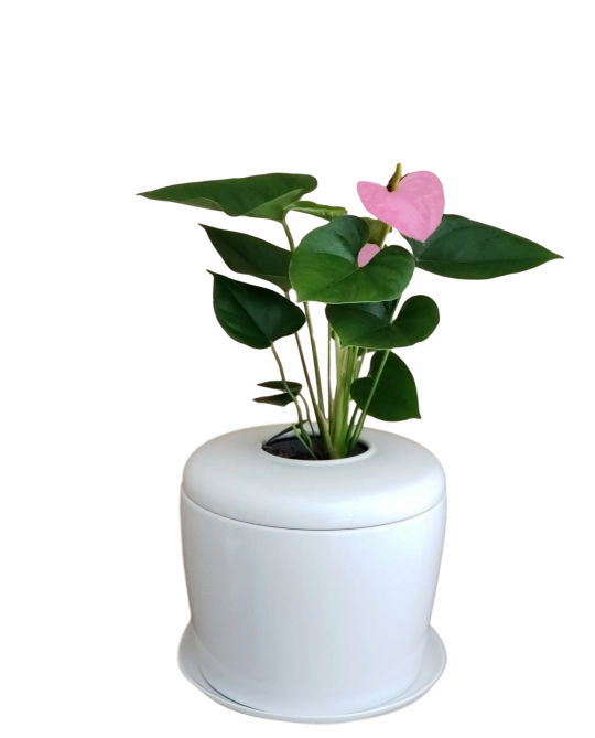 The Living Urn Indoors / Patio for Pets