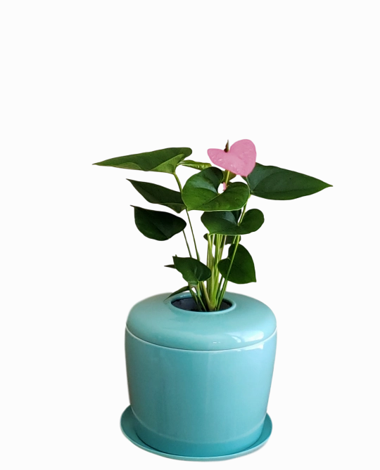 The Living Urn Indoors / Patio for Pets